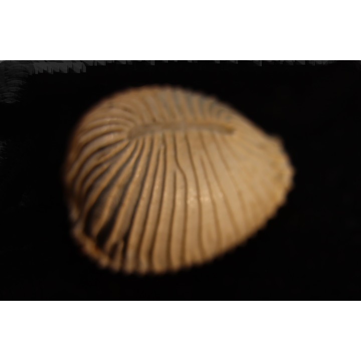 TRIVELLONA AVELLANOIDES - Miocene - Mornington peninsula, Victoria, AUSTRALIE