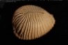 TRIVELLONA AVELLANOIDES - Miocene - Mornington peninsula, Victoria, AUSTRALIE