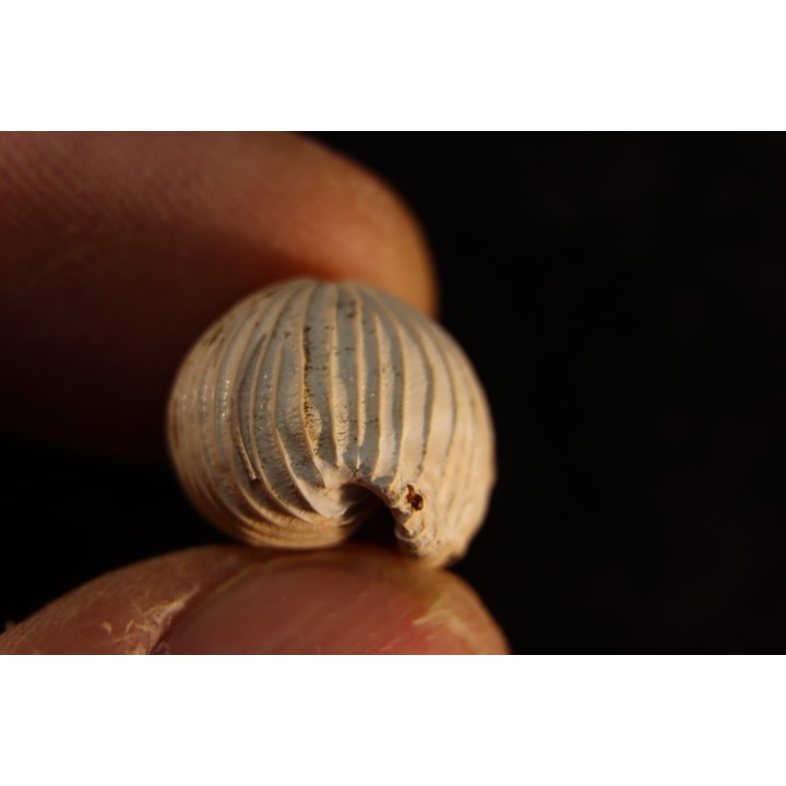 TRIVELLONA AVELLANOIDES - Miocene - Mornington peninsula, Victoria, AUSTRALIE