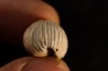 TRIVELLONA AVELLANOIDES - Miocene - Mornington peninsula, Victoria, AUSTRALIE