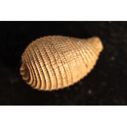 CYPRAEDIA CLATHRATA  - Eocene superieur - Browns Creek , Victoria, AUSTRALIE