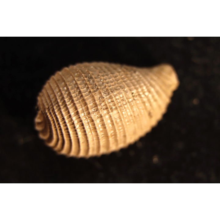 CYPRAEDIA CLATHRATA  - Eocene superieur - Browns Creek , Victoria, AUSTRALIE