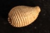 CYPRAEDIA CLATHRATA  - Eocene superieur - Browns Creek , Victoria, AUSTRALIE