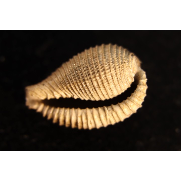 CYPRAEDIA CLATHRATA  - Eocene superieur - Browns Creek , Victoria, AUSTRALIE