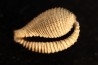CYPRAEDIA CLATHRATA  - late eocene - Browns Creek , Victoria, AUSTRALIA