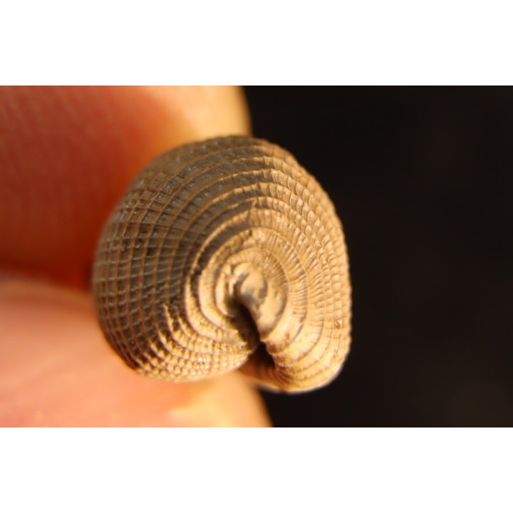 CYPRAEDIA CLATHRATA  - Eocene superieur - Browns Creek , Victoria, AUSTRALIE