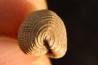 CYPRAEDIA CLATHRATA  - late eocene - Browns Creek , Victoria, AUSTRALIA