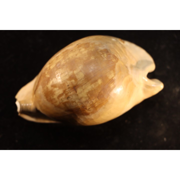 ZOILA PLATYPYGA - Miocene - Mornington peninsula, Victoria, AUSTRALIE