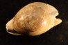 ZOILA PLATYPYGA - Miocene - Mornington peninsula, Victoria, AUSTRALIE