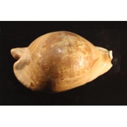 ZOILA PLATYPYGA - Miocene - Mornington peninsula, Victoria, AUSTRALIE