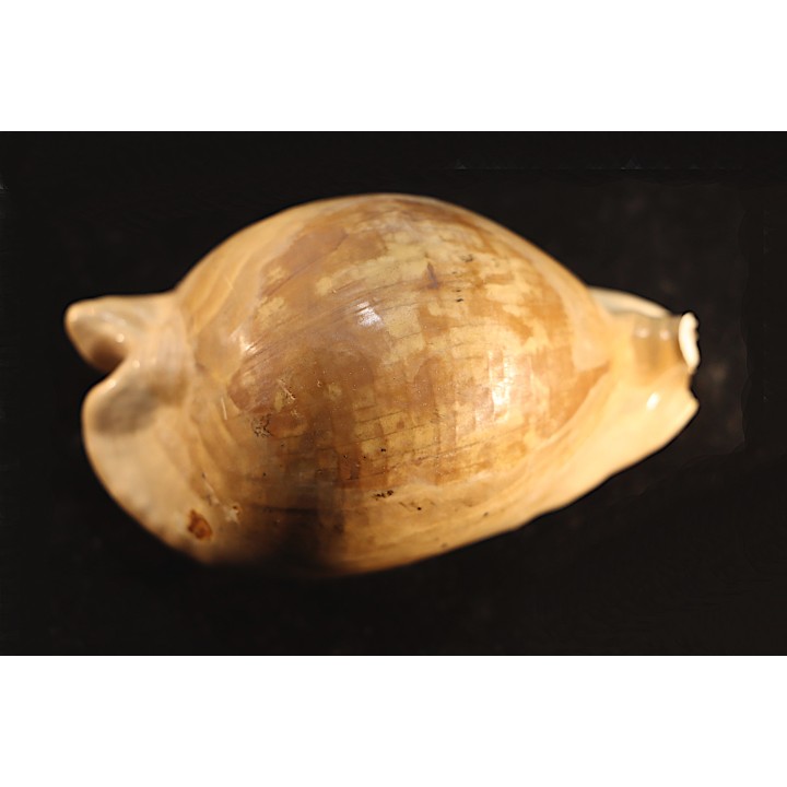 ZOILA PLATYPYGA - Miocene - Mornington peninsula, Victoria, AUSTRALIE