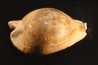 ZOILA PLATYPYGA - Miocene - Mornington peninsula, Victoria, AUSTRALIE
