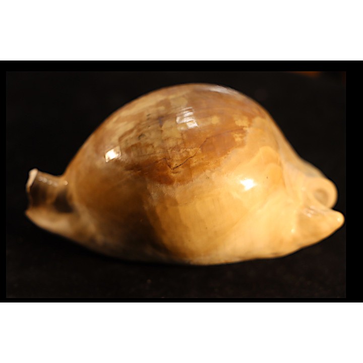 ZOILA PLATYPYGA - Miocene - Mornington peninsula, Victoria, AUSTRALIE