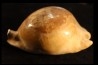 ZOILA PLATYPYGA - Miocene - Mornington peninsula, Victoria, AUSTRALIE