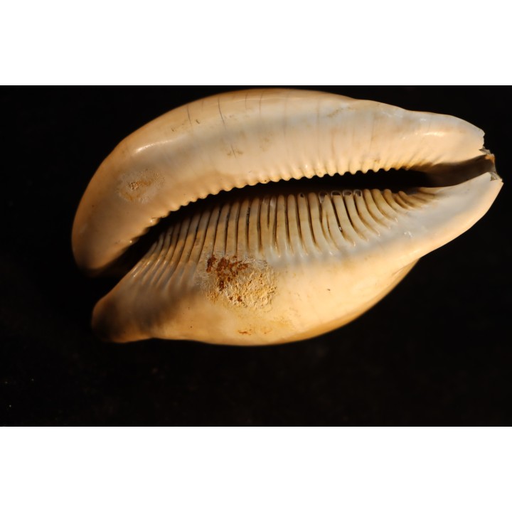 ZOILA PLATYPYGA - Miocene - Mornington peninsula, Victoria, AUSTRALIE