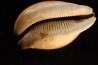 ZOILA PLATYPYGA - Miocene - Mornington peninsula, Victoria, AUSTRALIE