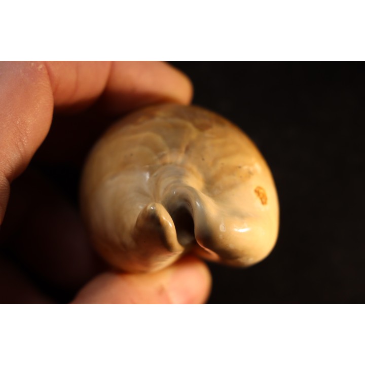 ZOILA PLATYPYGA - Miocene - Mornington peninsula, Victoria, AUSTRALIE
