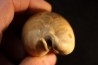 ZOILA PLATYPYGA - Miocene - Mornington peninsula, Victoria, AUSTRALIE