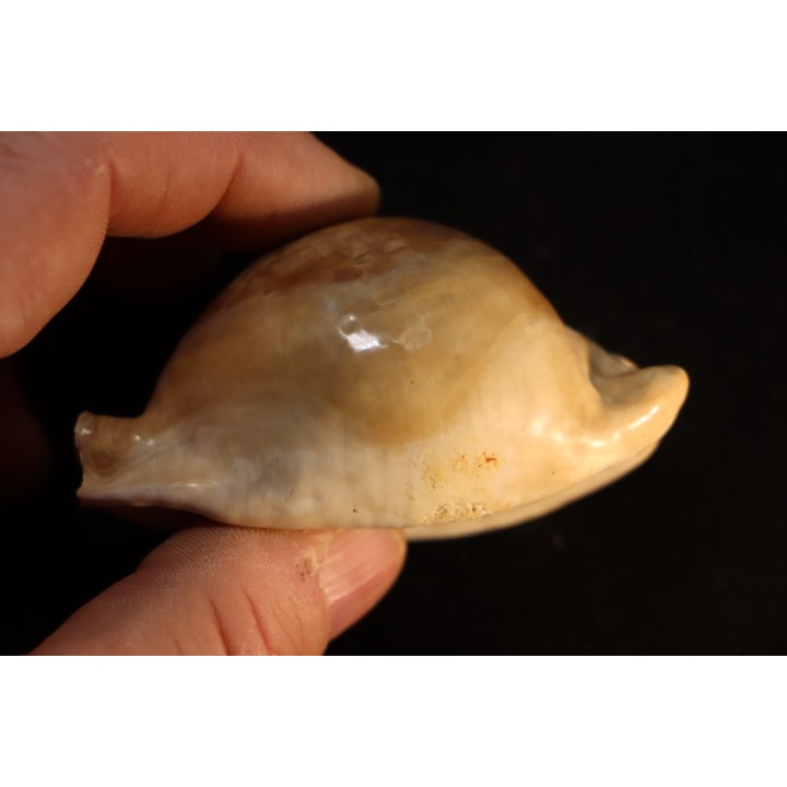 ZOILA PLATYPYGA - Miocene - Mornington peninsula, Victoria, AUSTRALIE