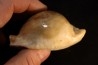 ZOILA PLATYPYGA - Miocene - Mornington peninsula, Victoria, AUSTRALIE