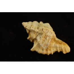 MUREX DUJARDINI - Burdigalien - Le Peloua, FRANCE