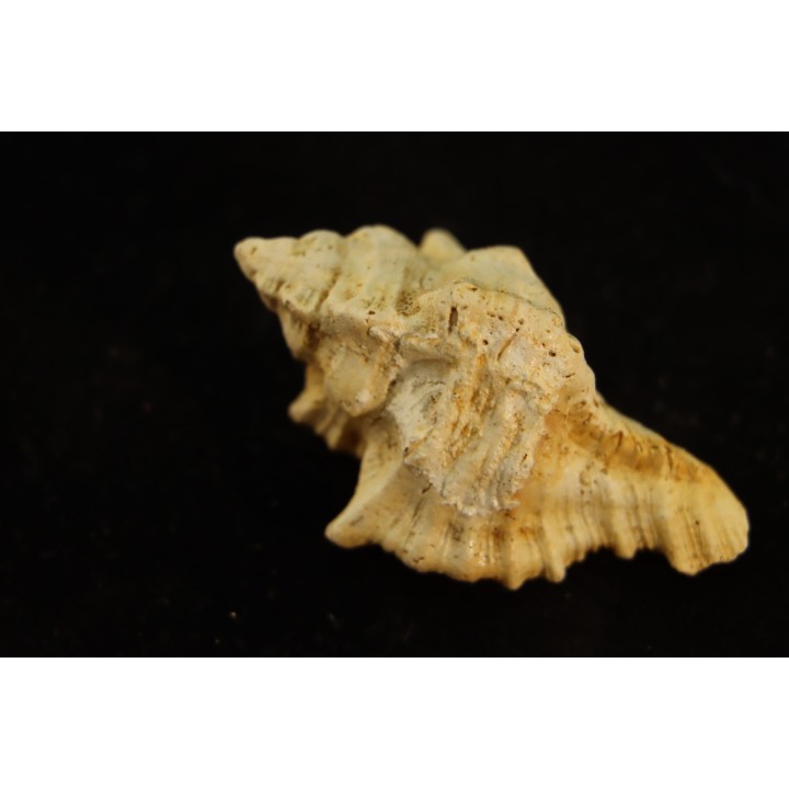 MUREX DUJARDINI - Burdigalien - Le Peloua, FRANCE