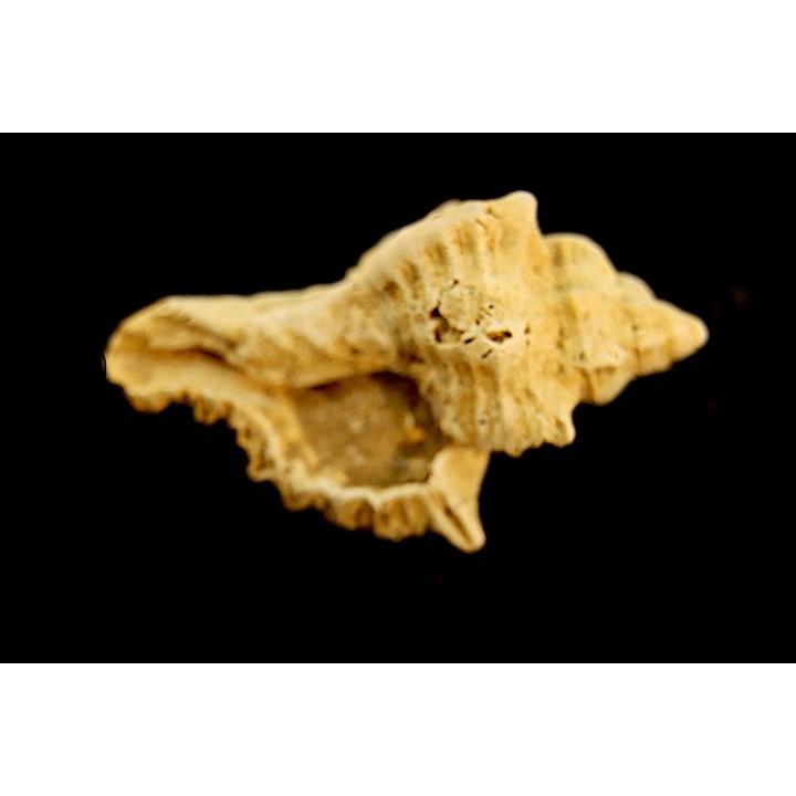 MUREX DUJARDINI - Burdigalien - Le Peloua, FRANCE