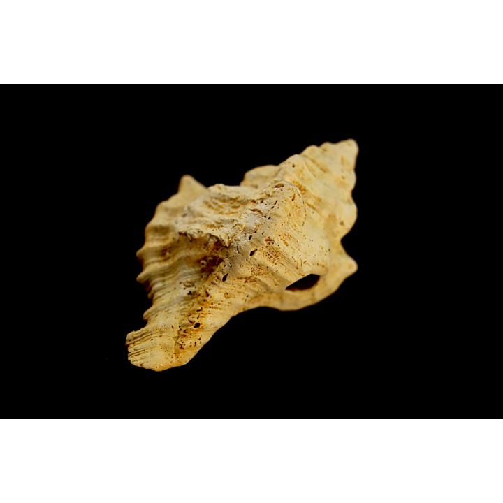 MUREX DUJARDINI - Burdigalien - Le Peloua, FRANCE