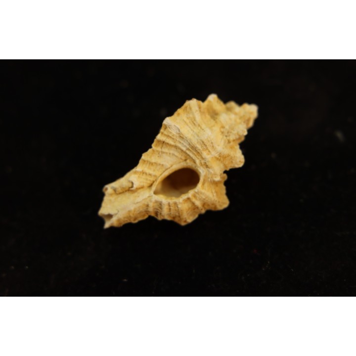 MUREX DUFRESNOYI - Burdigalien - Le Peloua, FRANCE