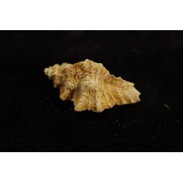 MUREX DUFRESNOYI - Burdigalien - Le Peloua, FRANCE