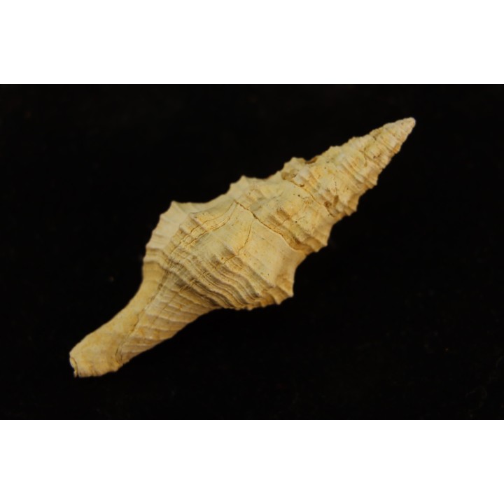 FASCIOLARIA PRAECEDENS - Burdigalien - Le Peloua, FRANCE