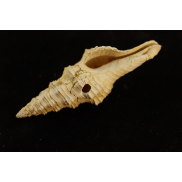FASCIOLARIA PRAECEDENS - Burdigalien - Le Peloua, FRANCE