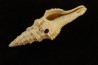 FASCIOLARIA PRAECEDENS - Burdigalien - Le Peloua, FRANCE
