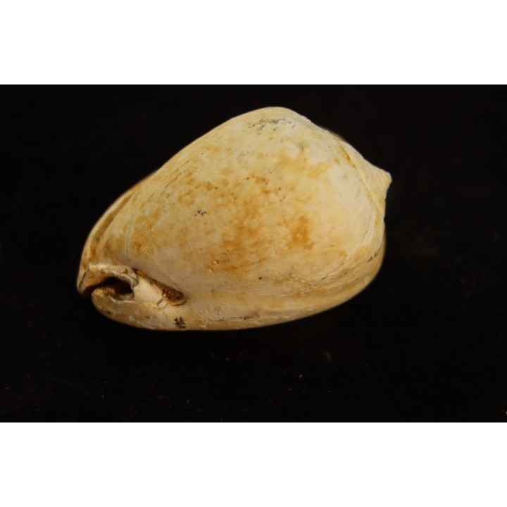 CYPRAEACASSIS SUBCRUMENIA - Burdigalien - Le Peloua, FRANCE