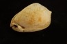 CYPRAEACASSIS SUBCRUMENIA - Burdigalien - Le Peloua, FRANCE
