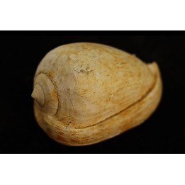 CYPRAEACASSIS SUBCRUMENIA - Burdigalien - Le Peloua, FRANCE