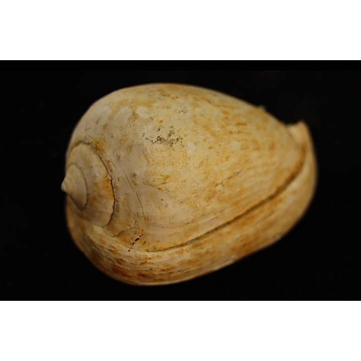 CYPRAEACASSIS SUBCRUMENIA - Burdigalien - Le Peloua, FRANCE