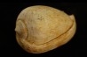 CYPRAEACASSIS SUBCRUMENIA - Burdigalien - Le Peloua, FRANCE