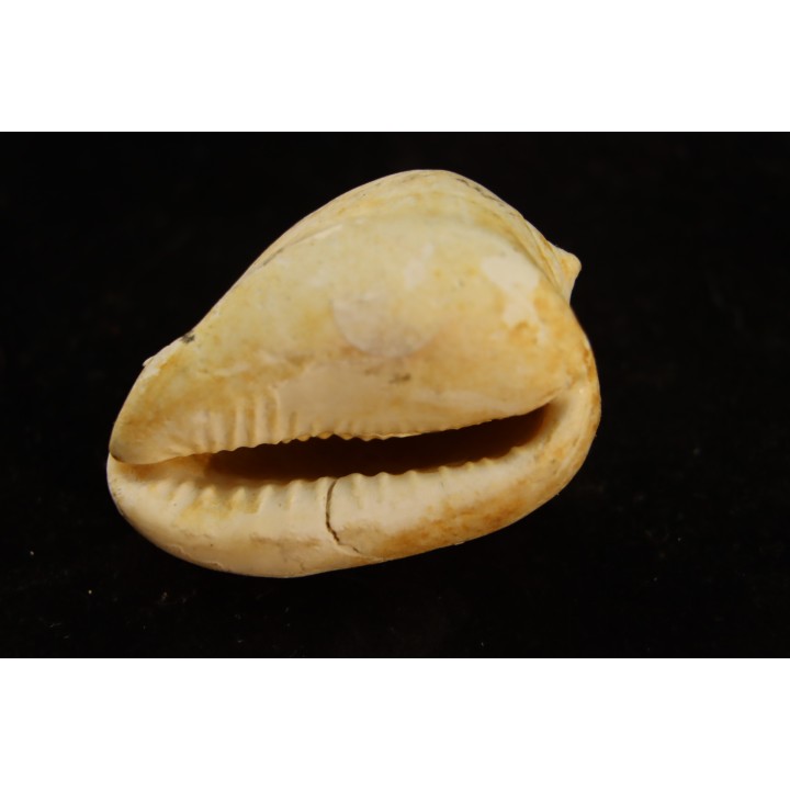 CYPRAEACASSIS SUBCRUMENIA - Burdigalien - Le Peloua, FRANCE
