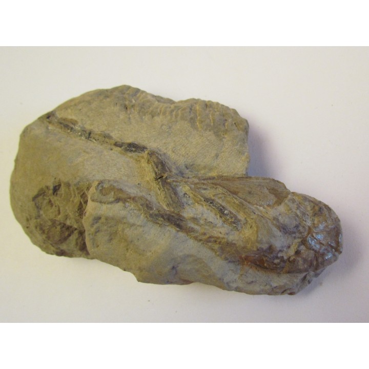 MECOCHIRUS MAGNA (2)