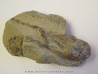 MECOCHIRUS MAGNA (2)