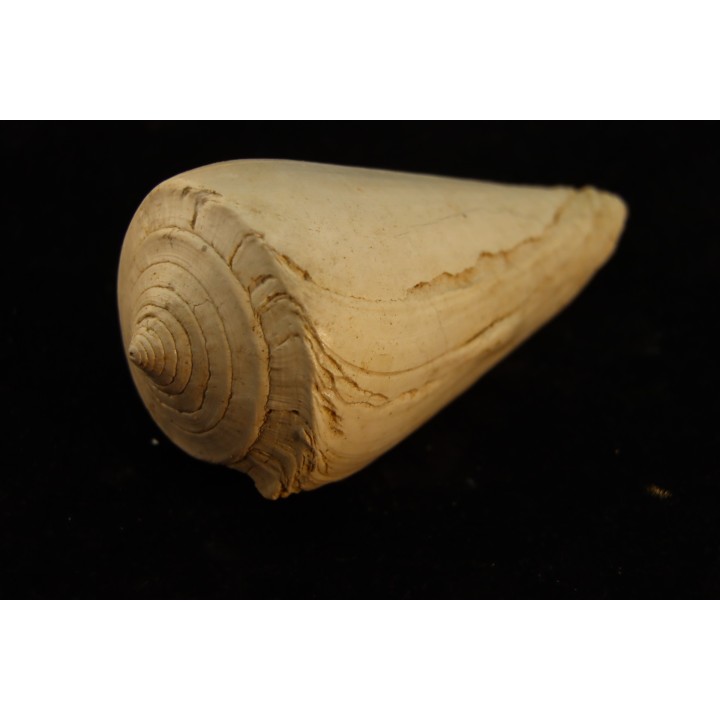 CONUS ANTIQUUS - Burdigalien - Le Peloua, FRANCE