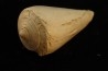 CONUS ANTIQUUS - Burdigalien - Le Peloua, FRANCE