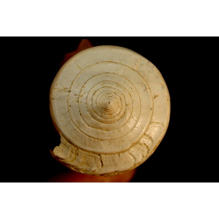CONUS ANTIQUUS - Burdigalien - Le Peloua, FRANCE