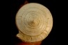 CONUS ANTIQUUS - Burdigalien - Le Peloua, FRANCE