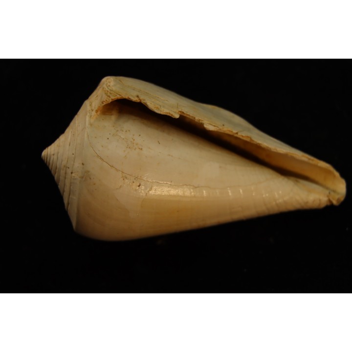 CONUS ANTIQUUS - Burdigalien - Le Peloua, FRANCE