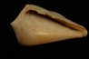 CONUS ANTIQUUS - Burdigalien - Le Peloua, FRANCE