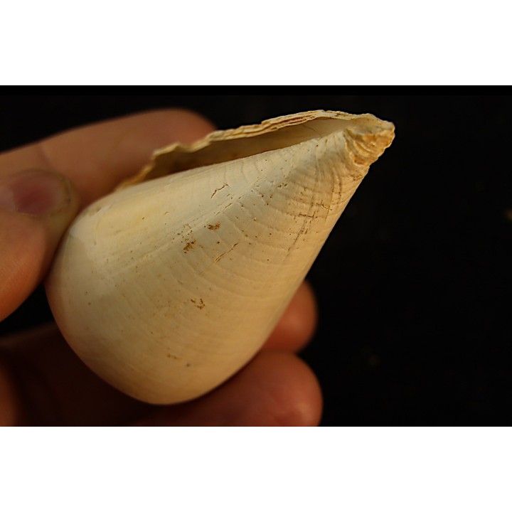 CONUS ANTIQUUS - Burdigalien - Le Peloua, FRANCE
