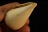 CONUS ANTIQUUS - Burdigalien - Le Peloua, FRANCE