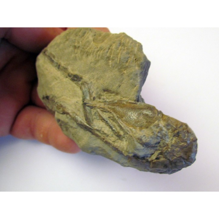 MECOCHIRUS MAGNA (2)